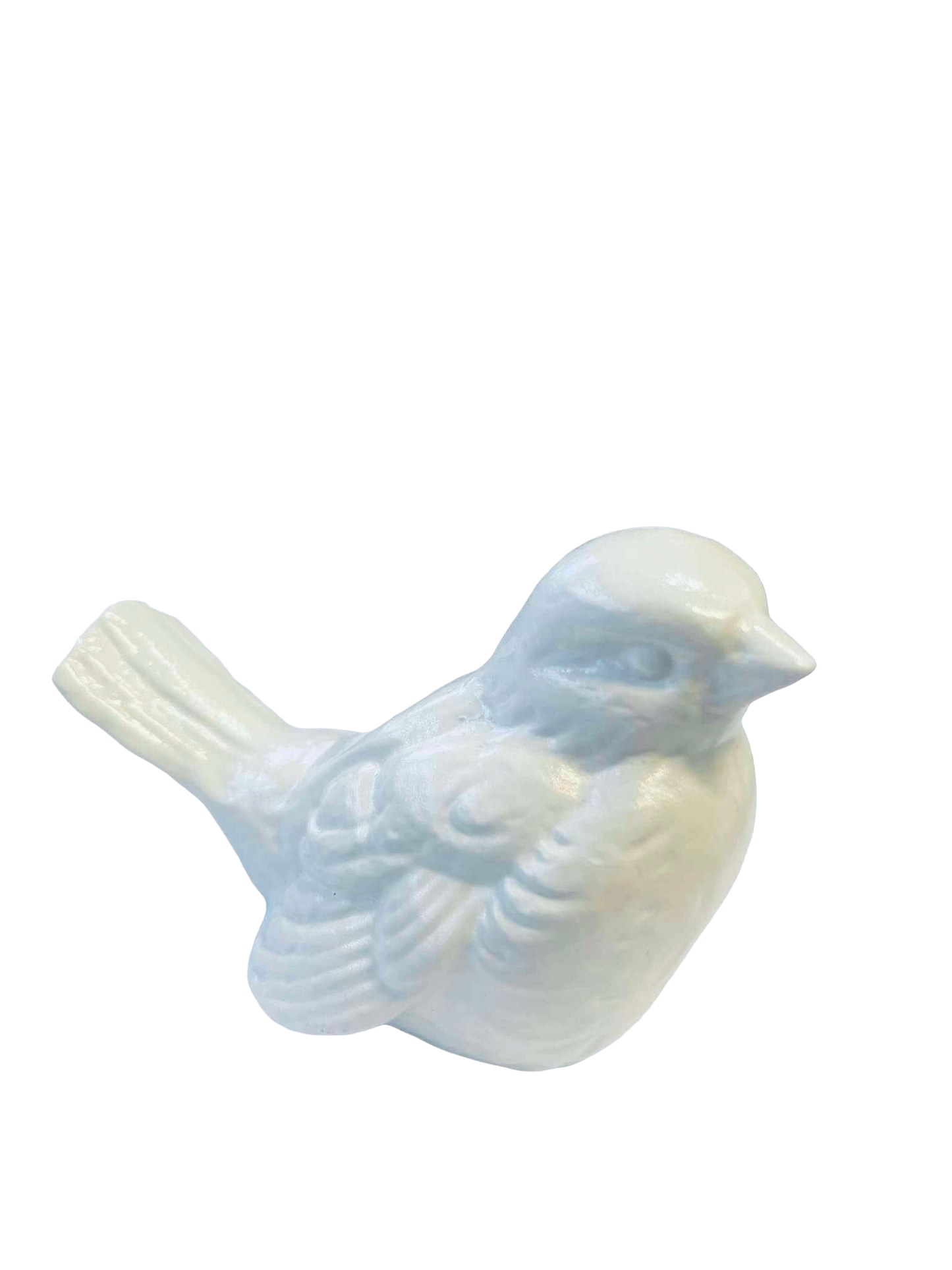 Hvítur þröstur 1